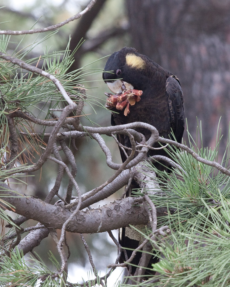 [Yellow-tailed Black-Cockatoo]