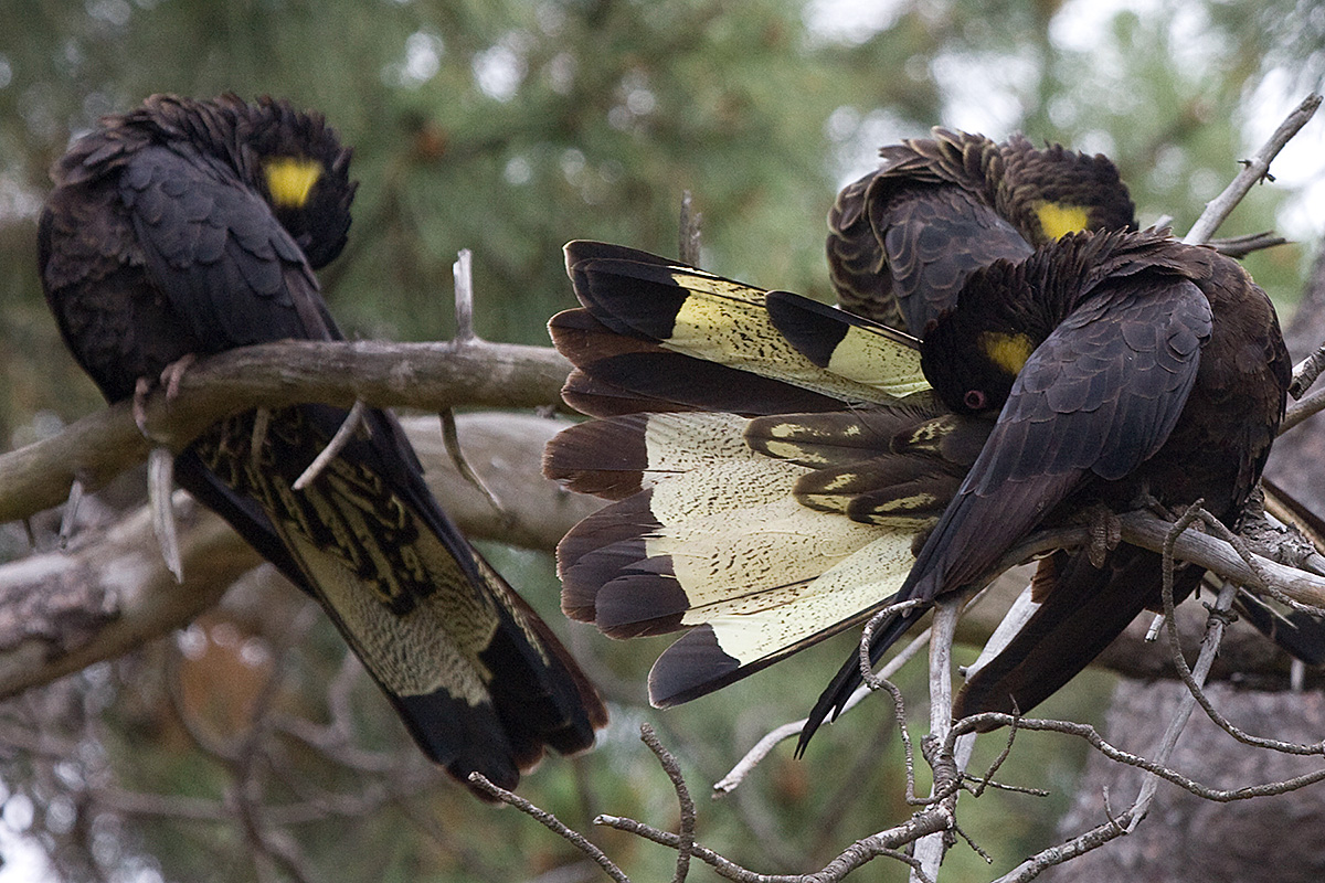 [Yellow-tailed Black-Cockatoos]