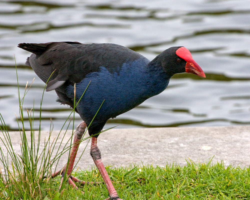 [Purple Swamphen]