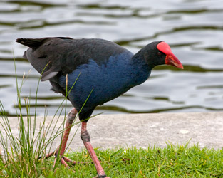 Purple Swamphen