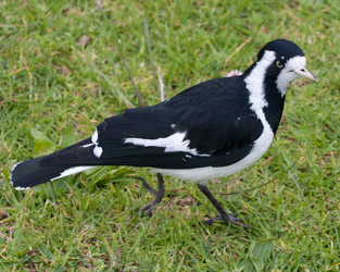 Magpie-lark