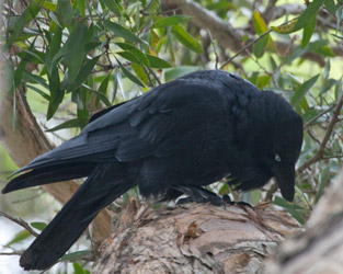 Australian Raven