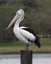 Australian Pelican