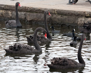 Black Swans