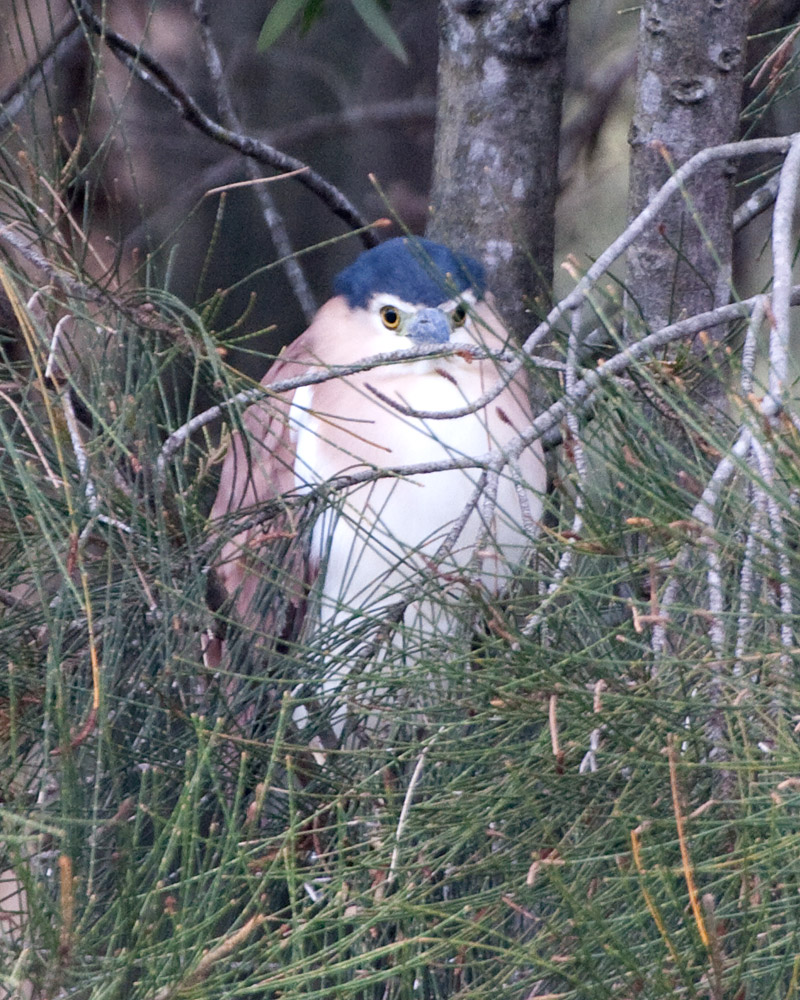 [Nankeen Night-Heron]