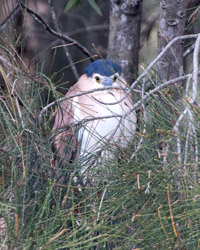 Nankeen Night-Heron