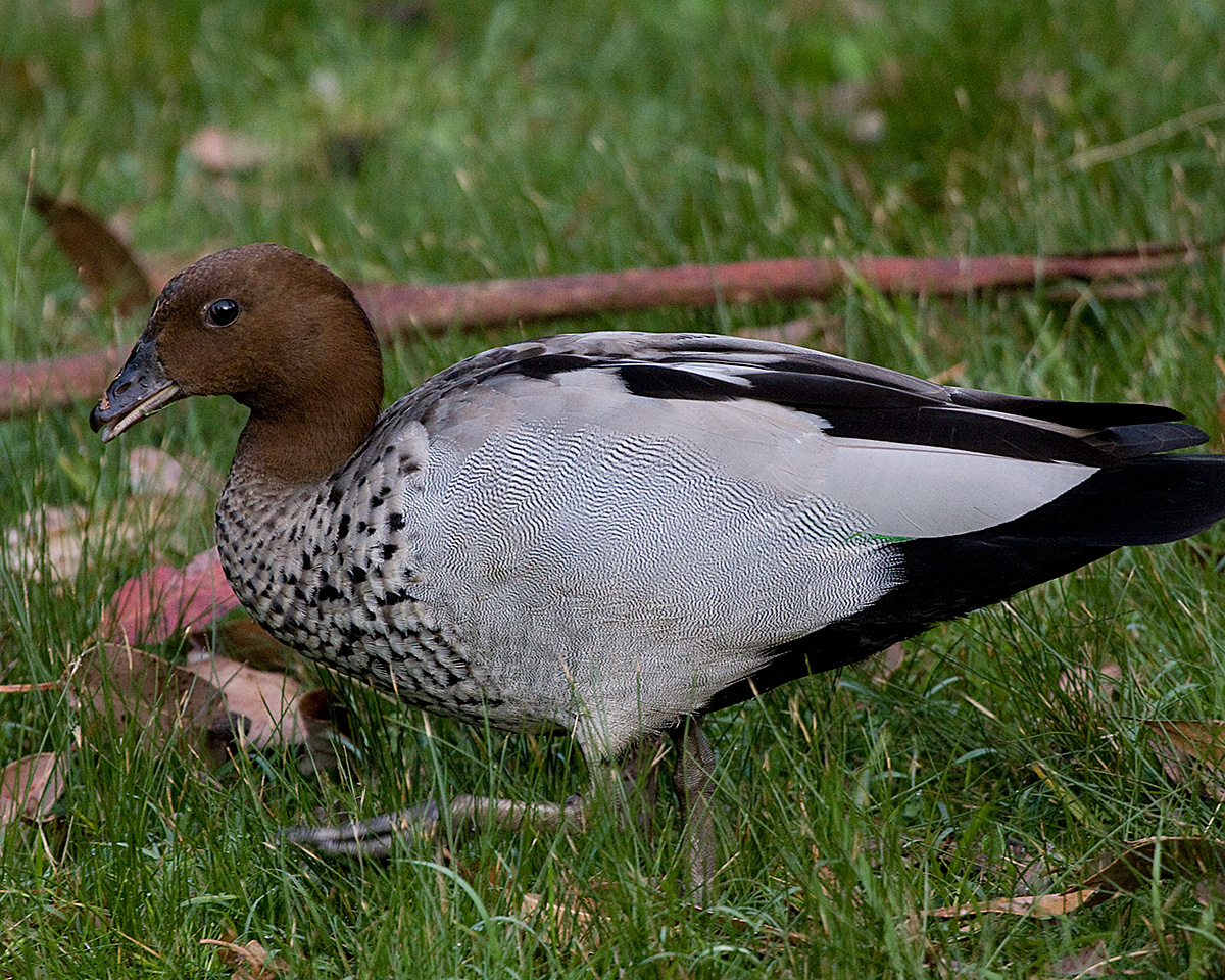 [Maned Duck (Australian Wood Duck)]