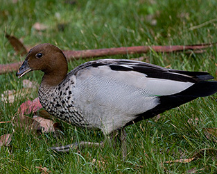 Maned Duck