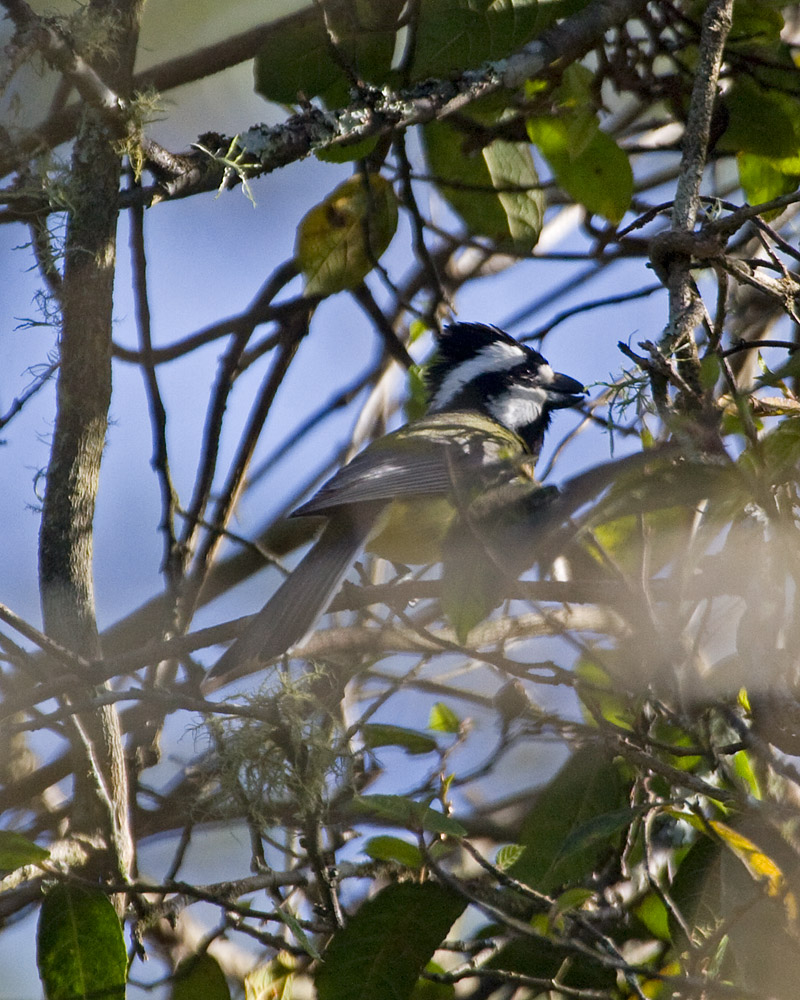 [Eastern Shriketit]