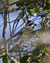 Eastern Shriketit