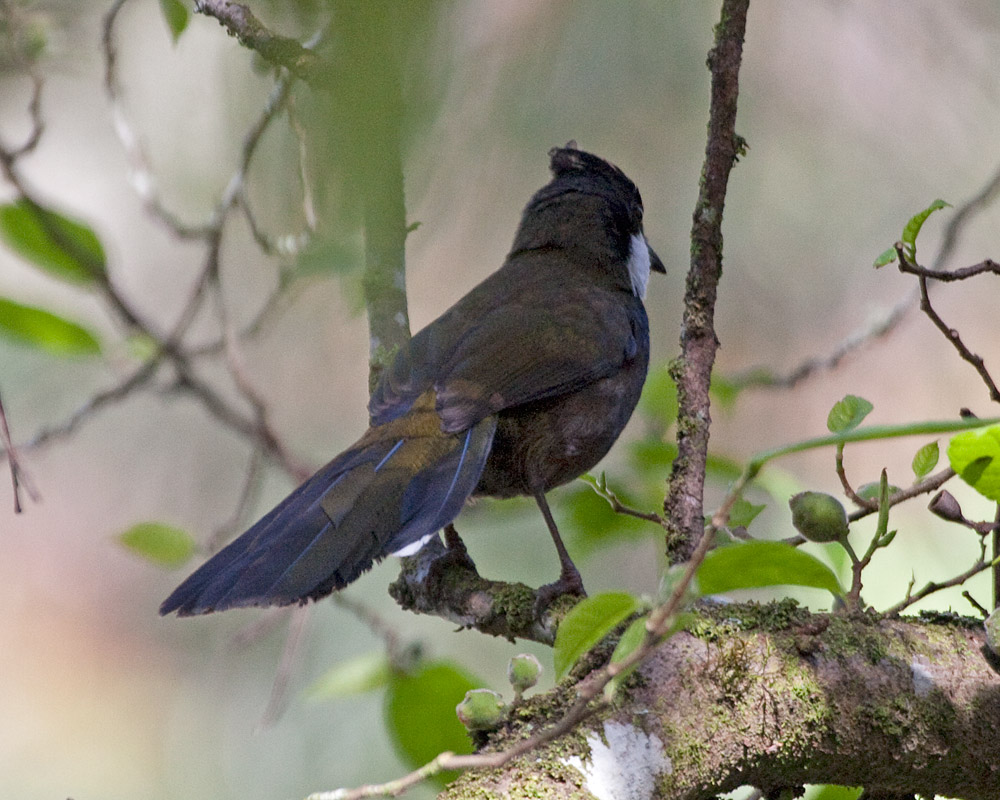 [Eastern Whipbird]