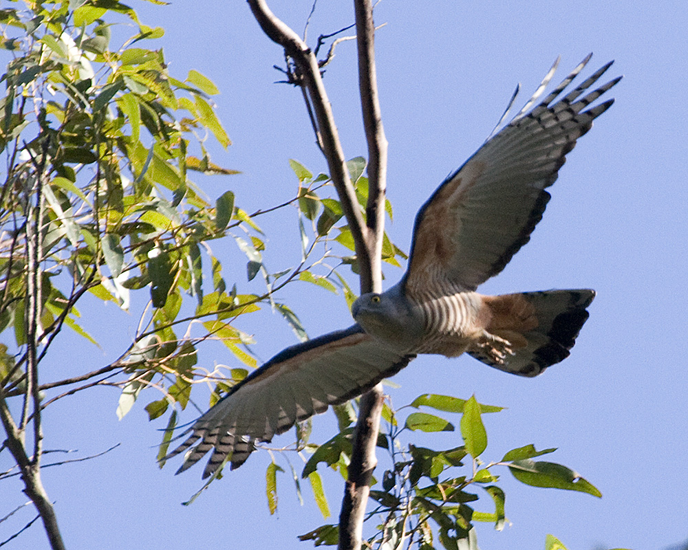 [Pacific Baza]