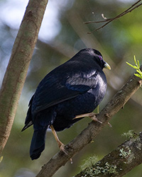 Satin Bowerbird