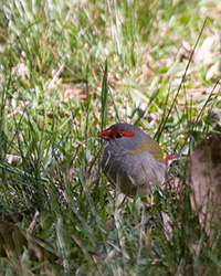 Red-browed Finch