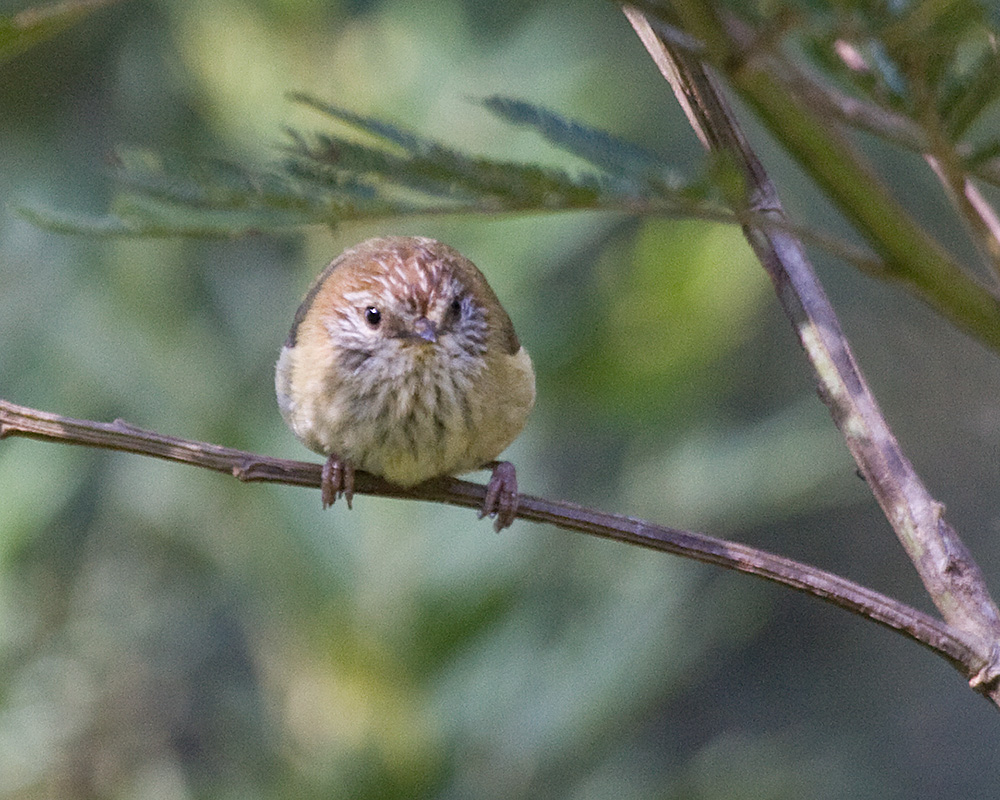 [Striated Thornbill]