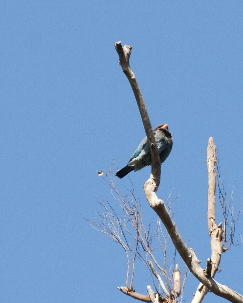 [Dollarbird]