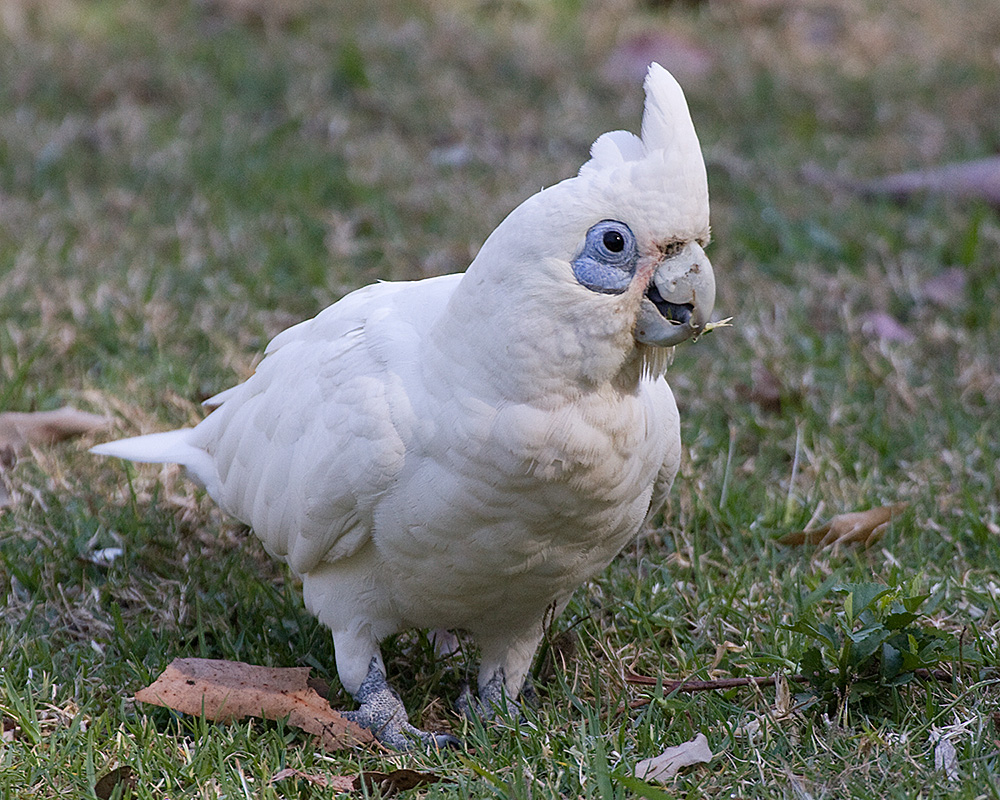 [Little Corella]