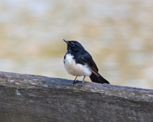 Willie-wagtail