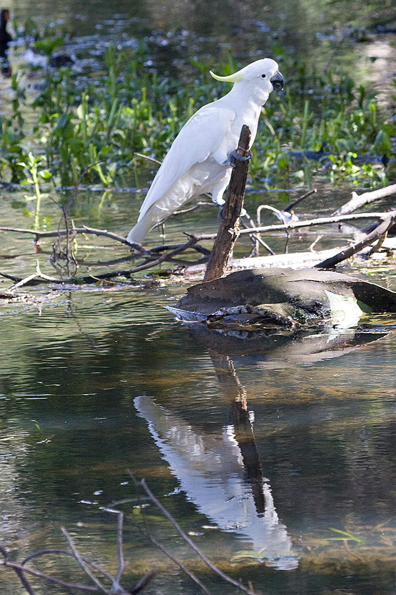 [Sulphur-crested Cockatoo]