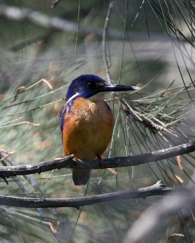 [Azure Kingfisher]