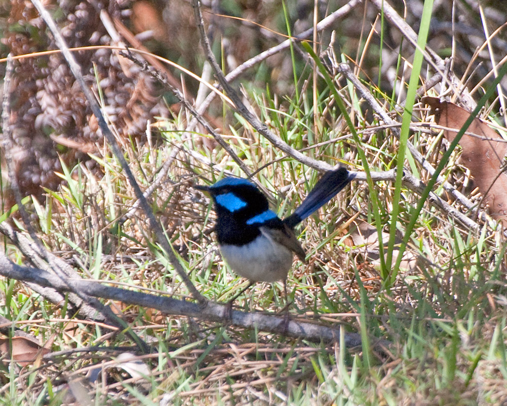 [Superb Fairywren]