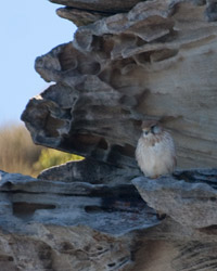 Nankeen Kestrel