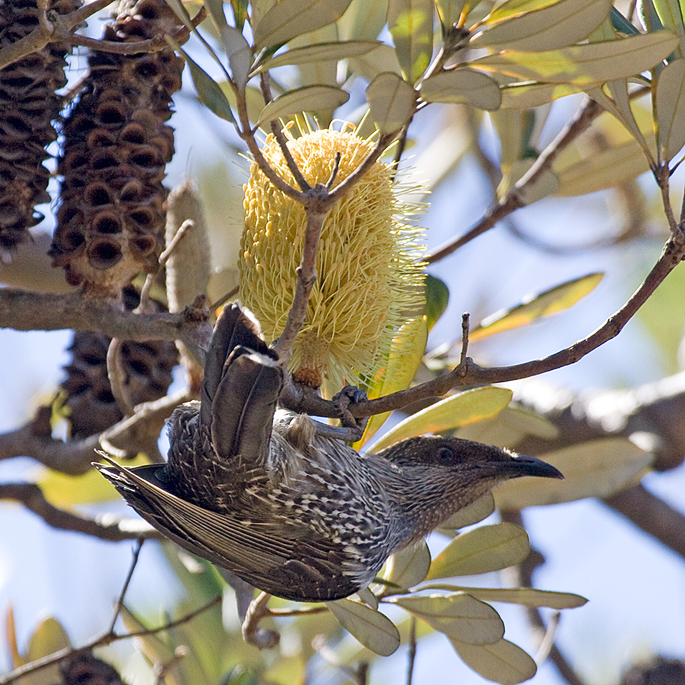 [Little Wattlebird]