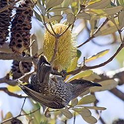 Little Wattlebird