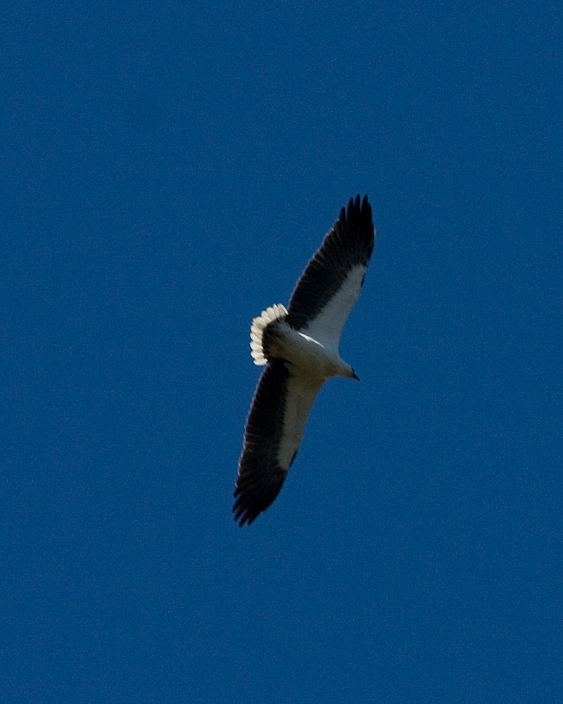 [White-bellied Sea-Eagle]