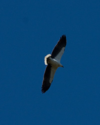 White-bellied Sea-Eagle