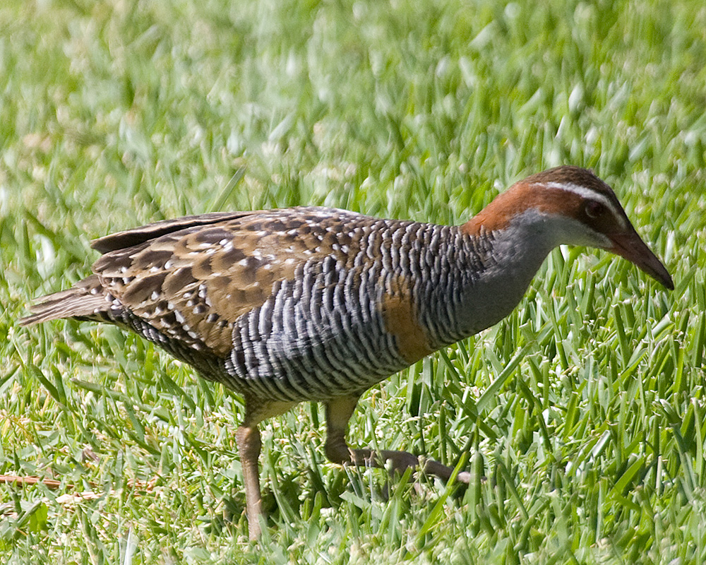 [Buff-banded Rail]