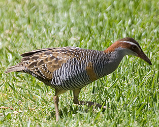 Buff-banded Rail