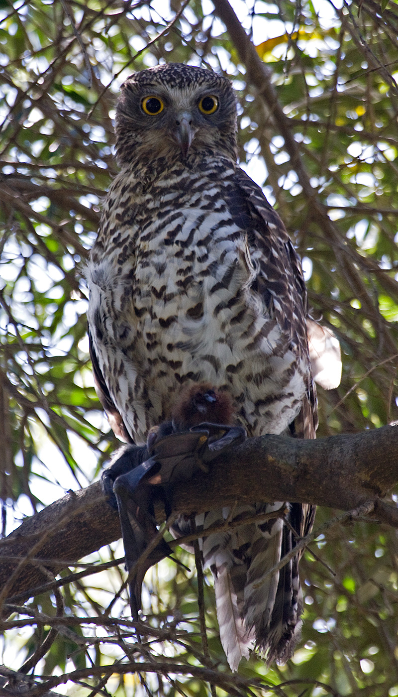 [Powerful Owl]