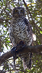 Powerful Owl