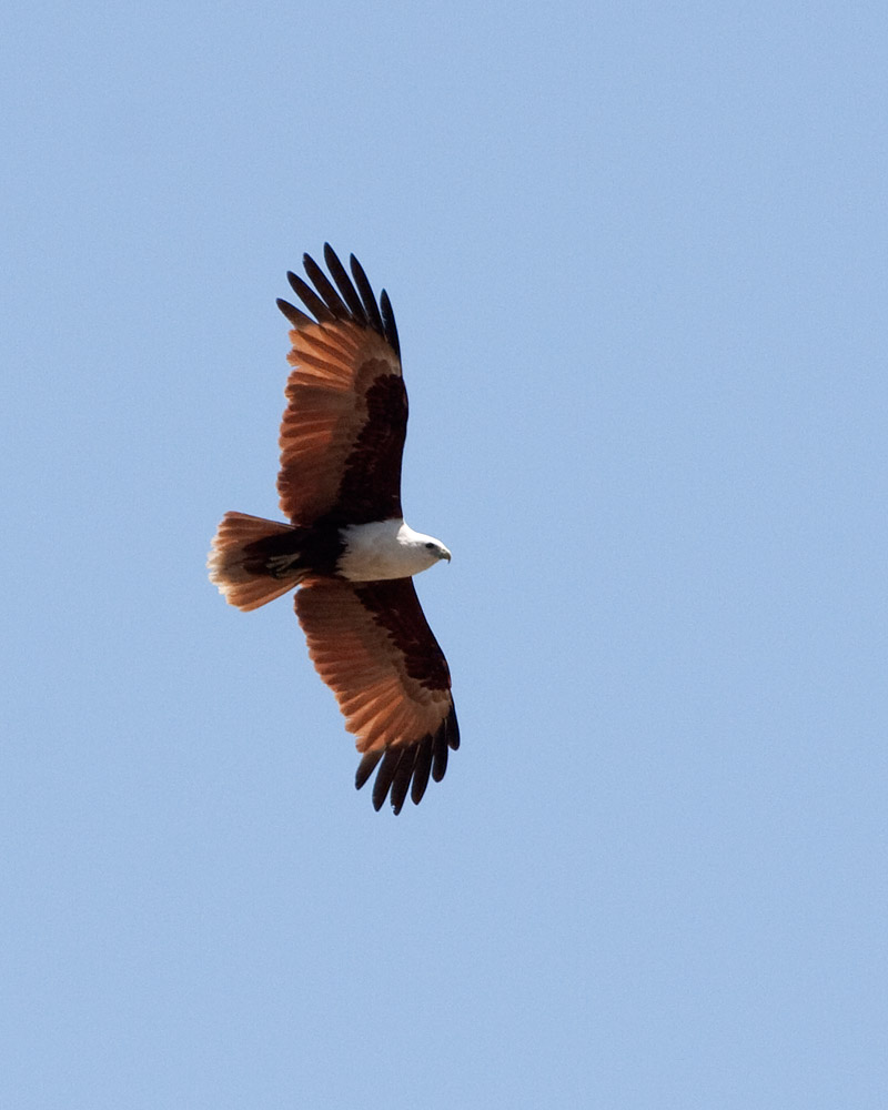 [Brahminy Kite]