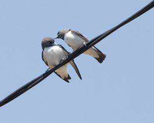 White-breasted Woodswallows