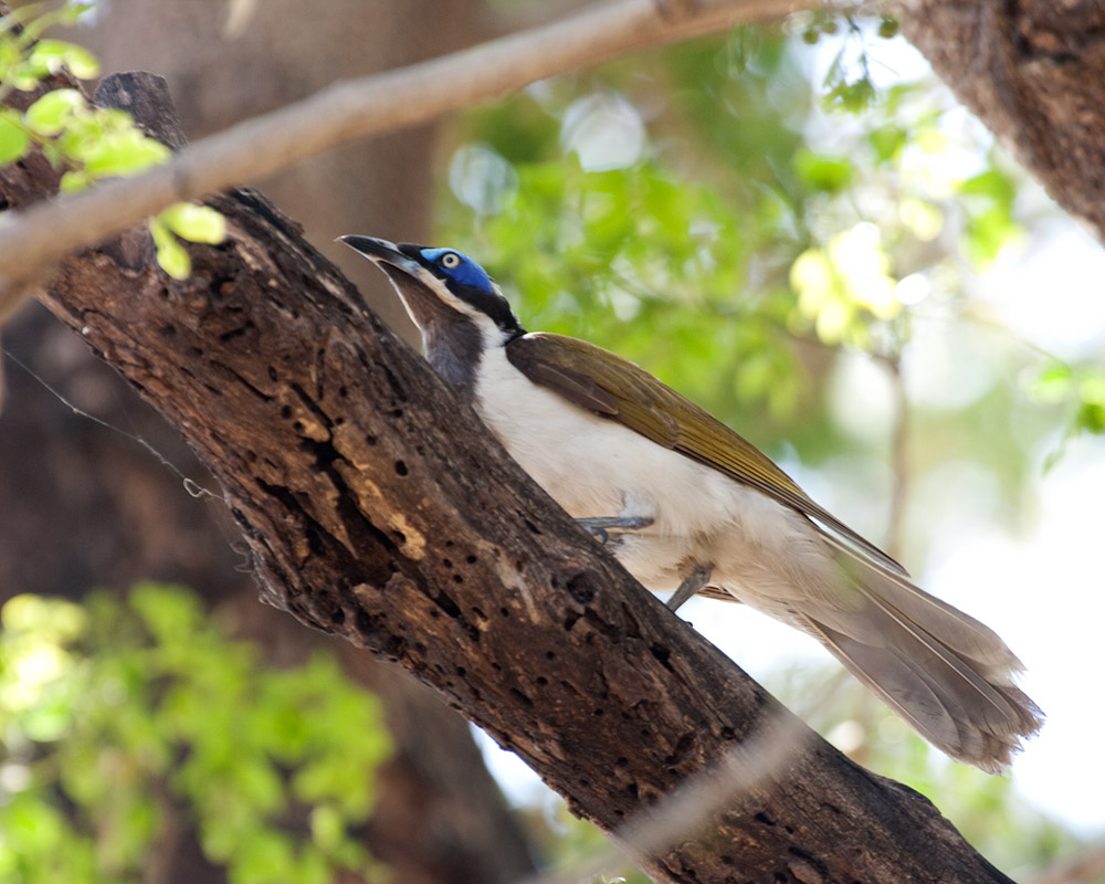 [Blue-faced Honeyeater]