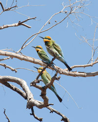 Rainbow Bee-eaters