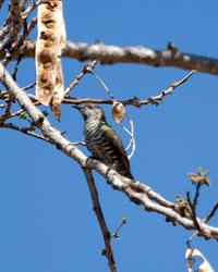 Little Bronze-Cuckoo