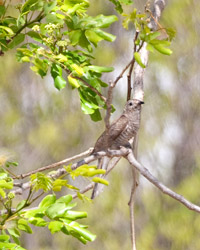 Brush Cuckoo