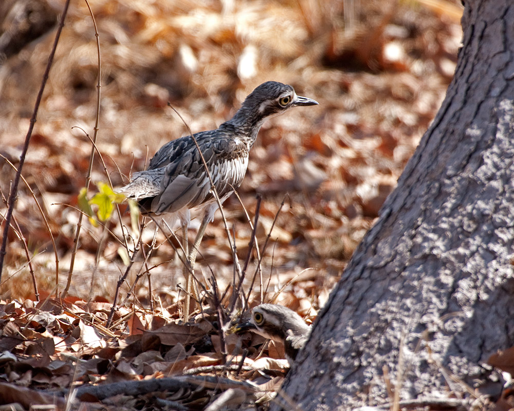 [Bush Stone-Curlews]