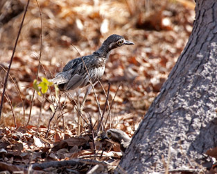 Bush Stone-Curlews