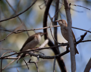 Brown-backed Honeyeaters