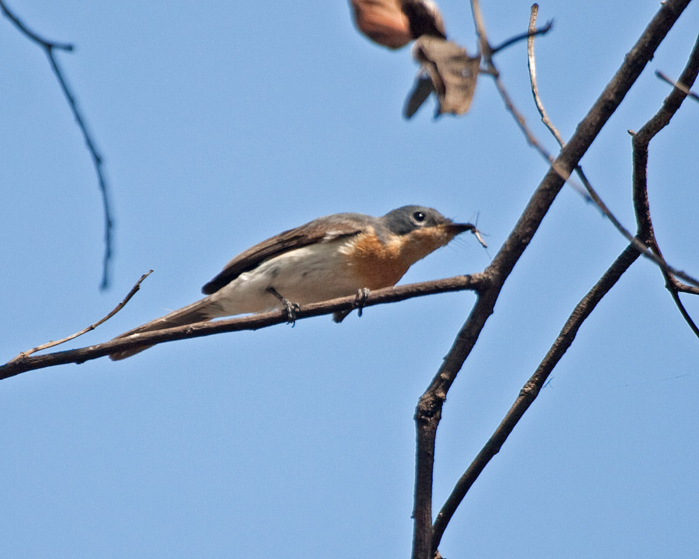 [Leaden Flycatcher]