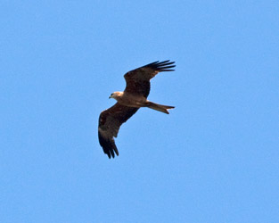 Black Kite