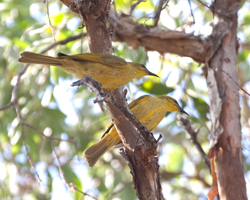 [Yellow Honeyeaters]