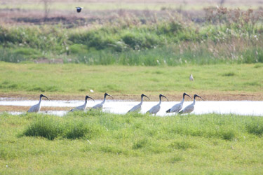 Australian White Ibises