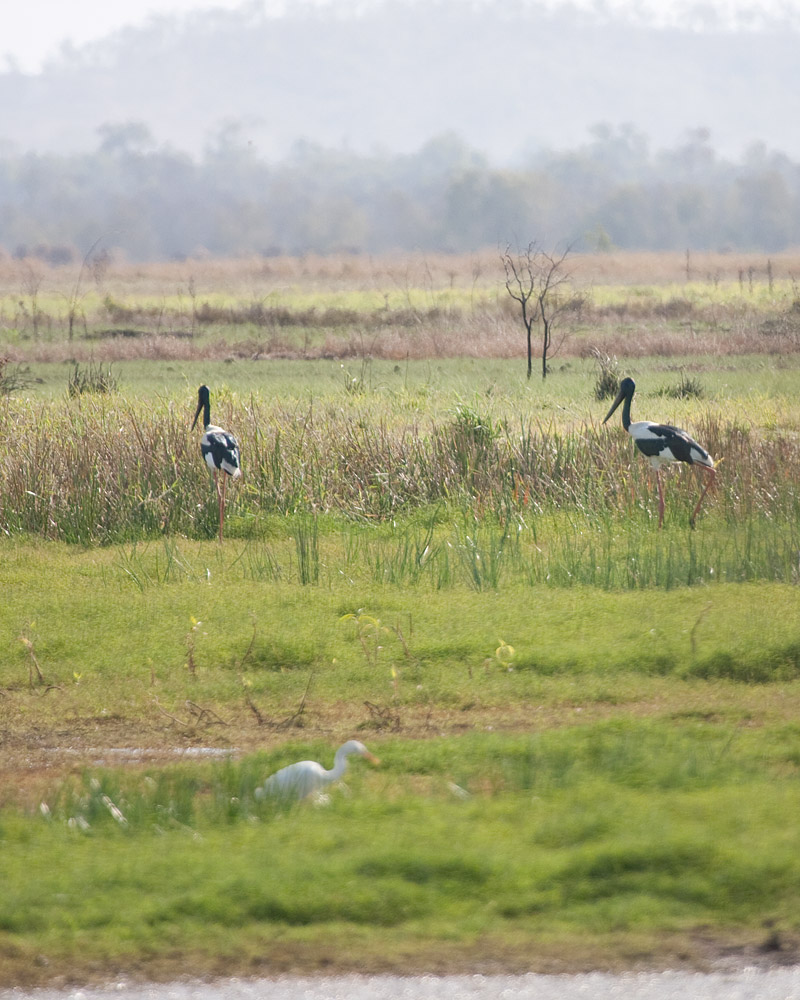 [Black-necked Storks]