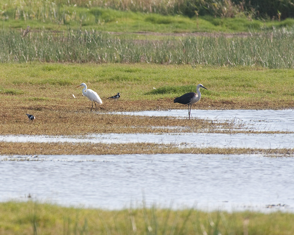 [Heron and Egret]