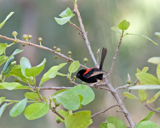 Red-backed Fairywren